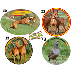 Pegatinas galgueras y caza varios modelos, vinilo laminado para exterior. Pegatina galgos, podenco, perdiz, caza Pegatinas galgueras y caza varios modelos, vinilo laminado para exterior. Pegatina galgos, podenco, perdiz, caza