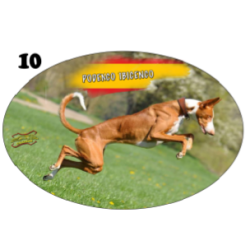 Pegatinas galgueras y caza varios modelos, vinilo laminado para exterior. Pegatina galgos, podenco, perdiz, caza Pegatinas galgueras y caza varios modelos, vinilo laminado para exterior. Pegatina galgos, podenco, perdiz, caza