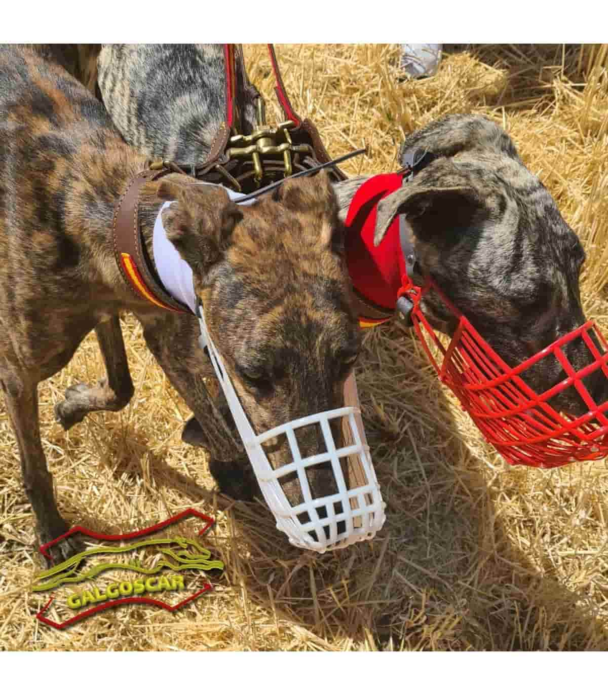 Tipos de bozales para galgos: Cómo elegir entre bozal de canódromo, especial de carrera y antiladrído