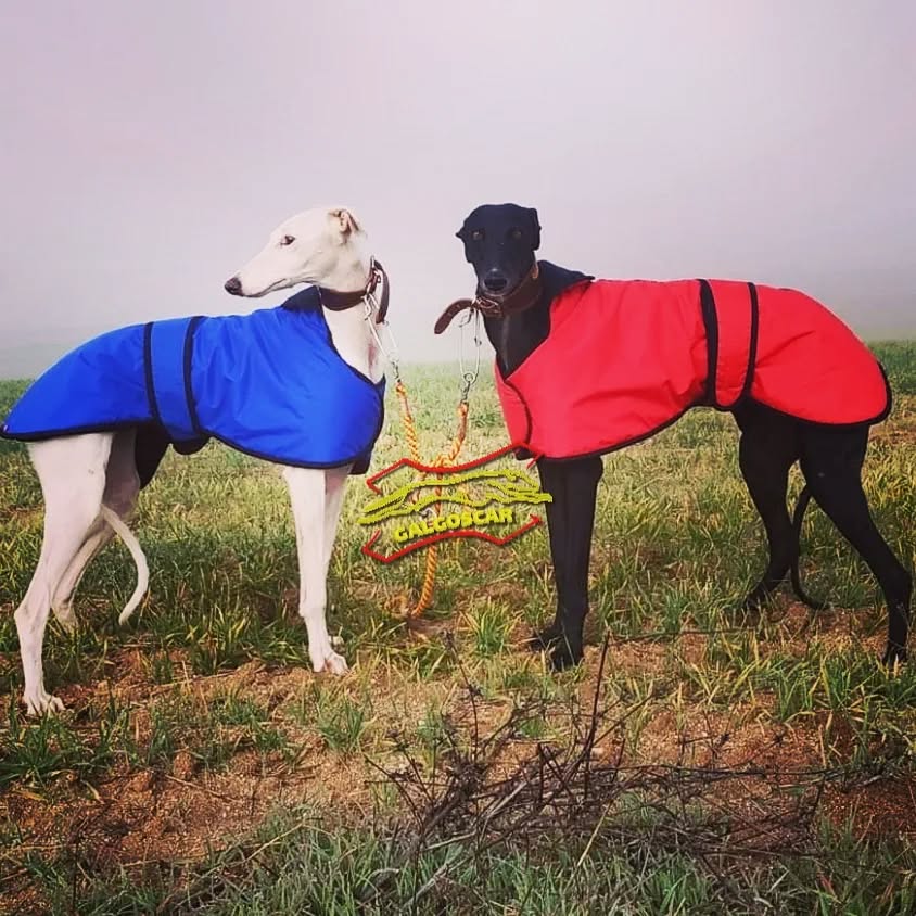 Abrigos, mantas, manteletas para galgos: el accesorio ideal para cuidar a tu campeón!